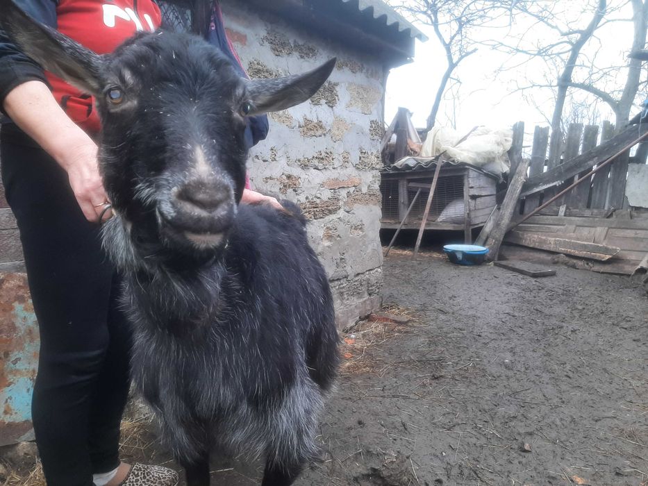 Продамо козу дийну вик 5 рокив