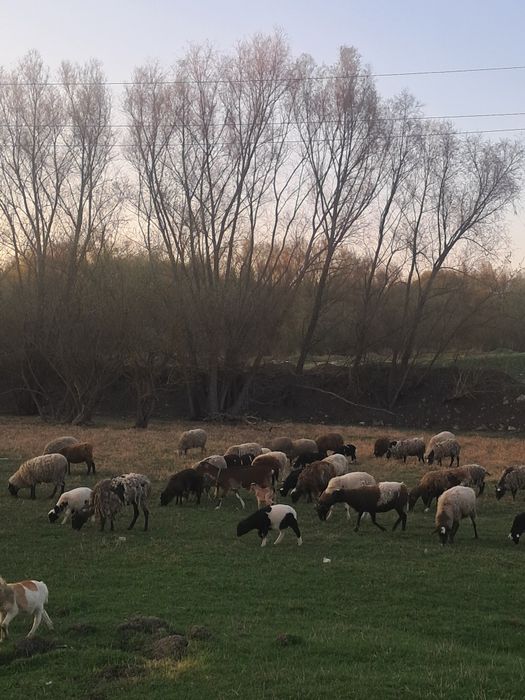 Вівці, барани,ягнята  крос дорпер
