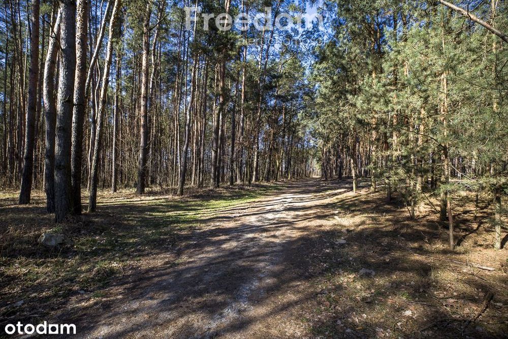 Działka leśna 58,95 ar – Łętownia, gm.Nowa Sarzyna