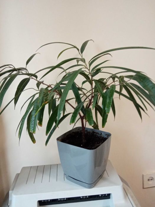 Продам фикус Али