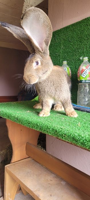 Olbrzymy belgijskie boss