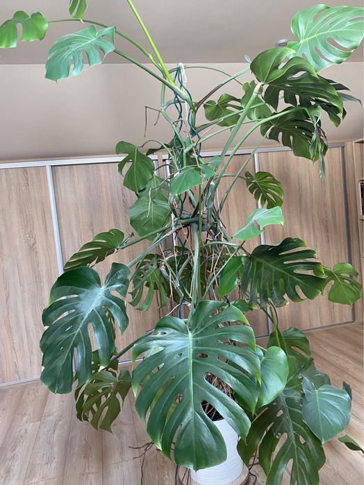 Monstera dziurawa 200cm - duże liście