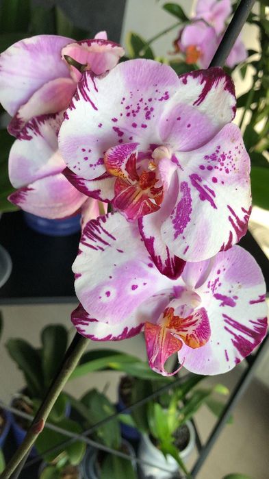 Орхідея Алмазне небо