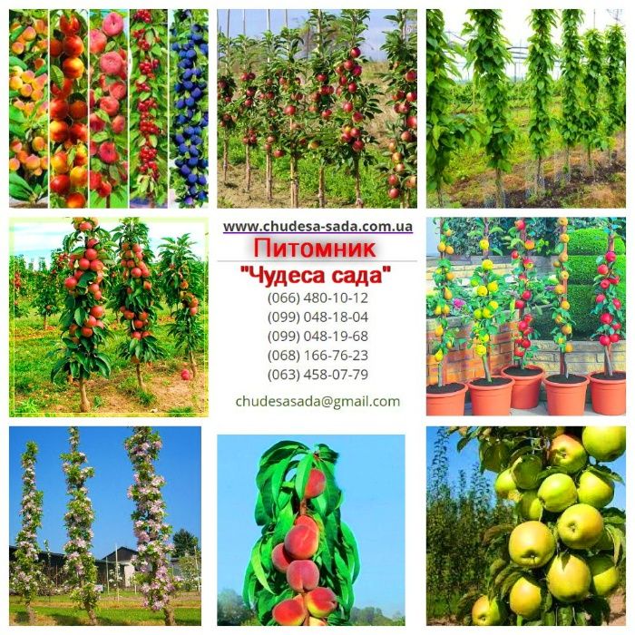 Саженцы виноград, хурма, шелковица, сливы, голубика, кизил,арония,розы