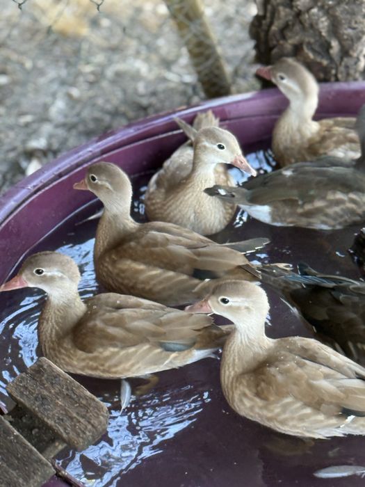 Patos ornamentais raça Mandarim