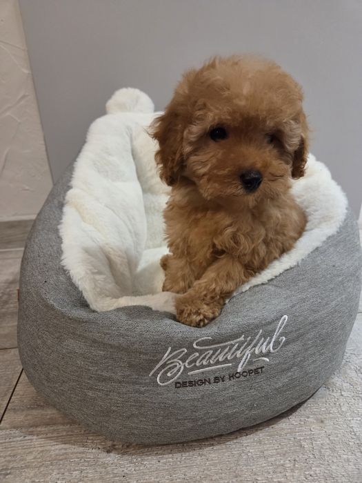 Pudel miniaturowy szczeniak piesek