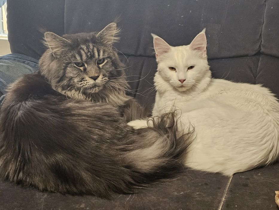 Biała Kotka Maine Coon - GIZA