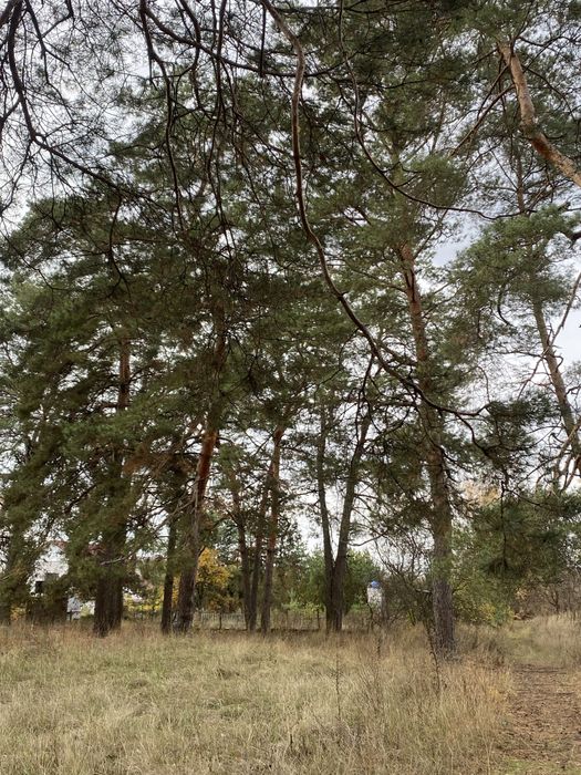 Продам дачу СТ Будівельник 1 Піщанка Новомосковський район