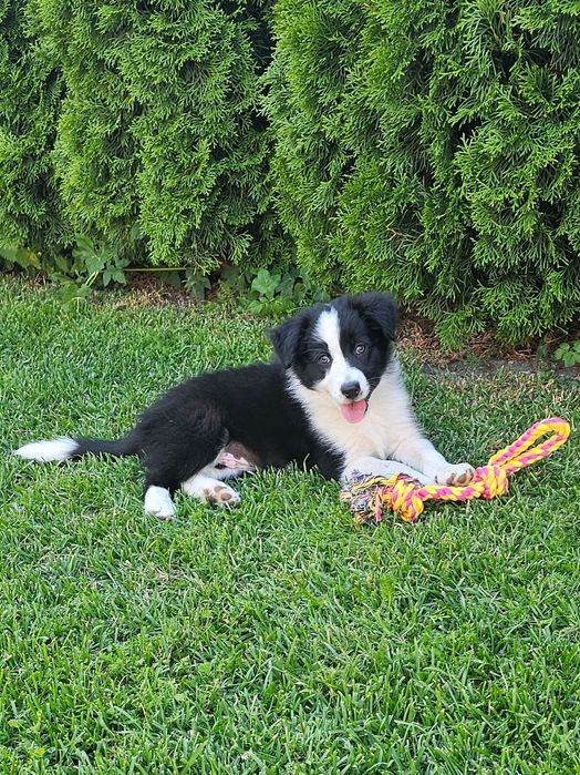 Border collie piesek