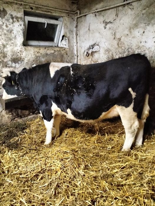 Jałówka wysokcielna