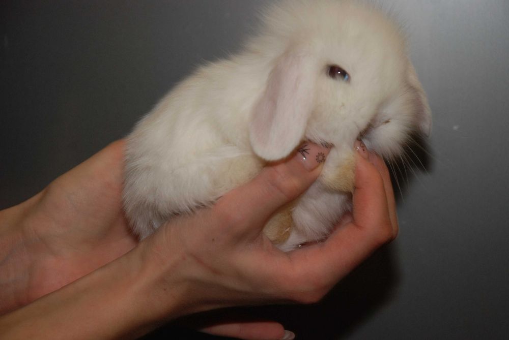 Карликові кроленята, кролик висловухий баранчик. Ручні кролики