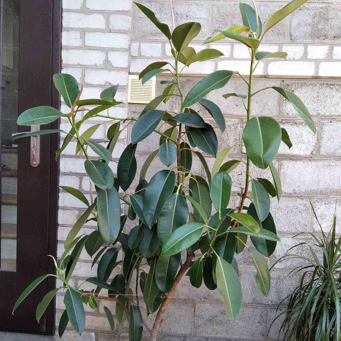 Фікус каучуковий/фикус каучуковый 180 см