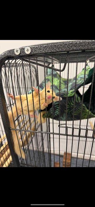 Klatka gratis + 2 białe Lotopałanki,  lotopałanka , sugar glider.