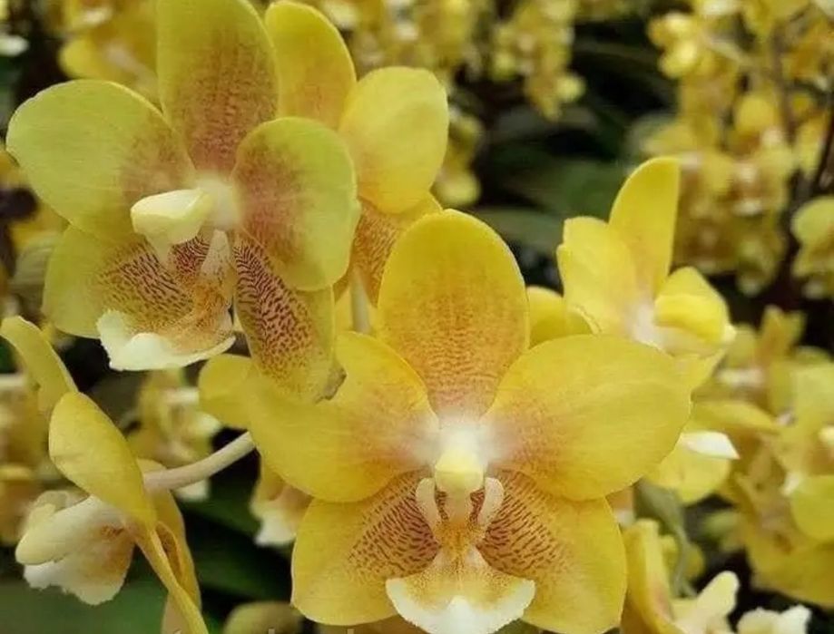 Орхідея фаленопсис Yellow Chocolate, арома