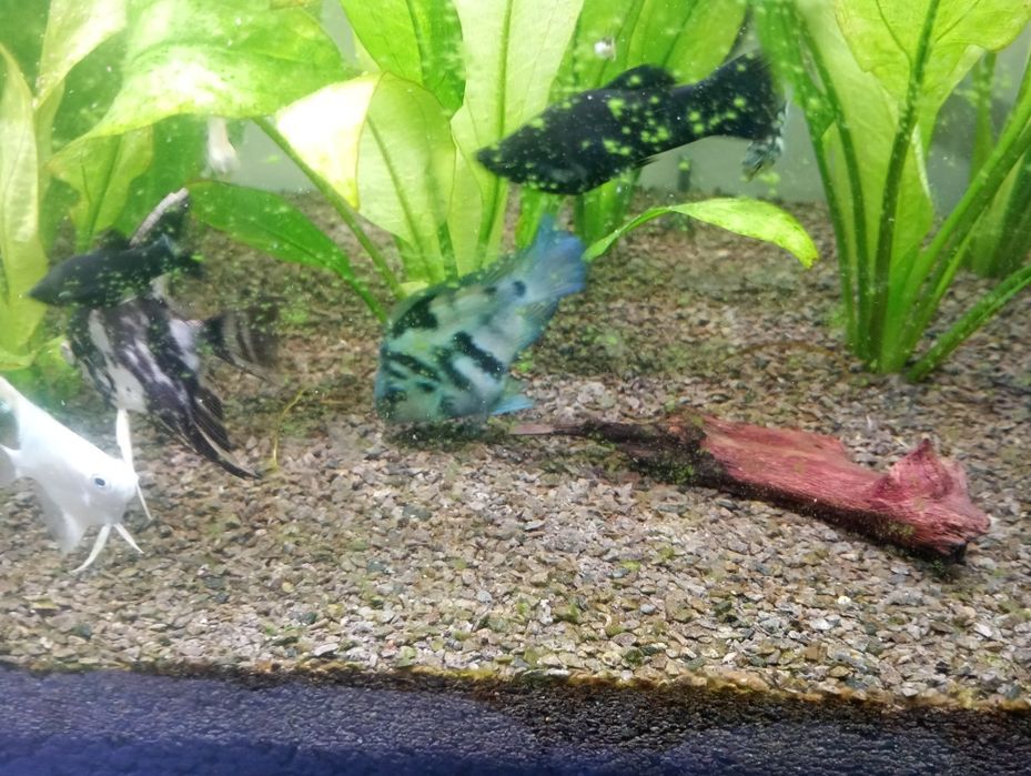 Pielęgnica papudzia blue tiger