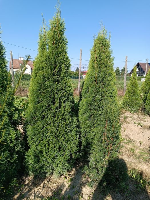 Mega gruba tuja Szmaragd 150-160 cm thuja smaragd