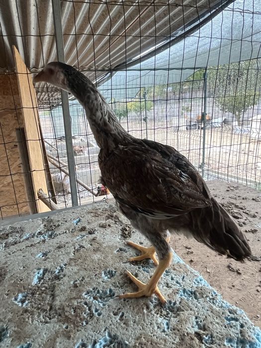 Frangos indio gigante