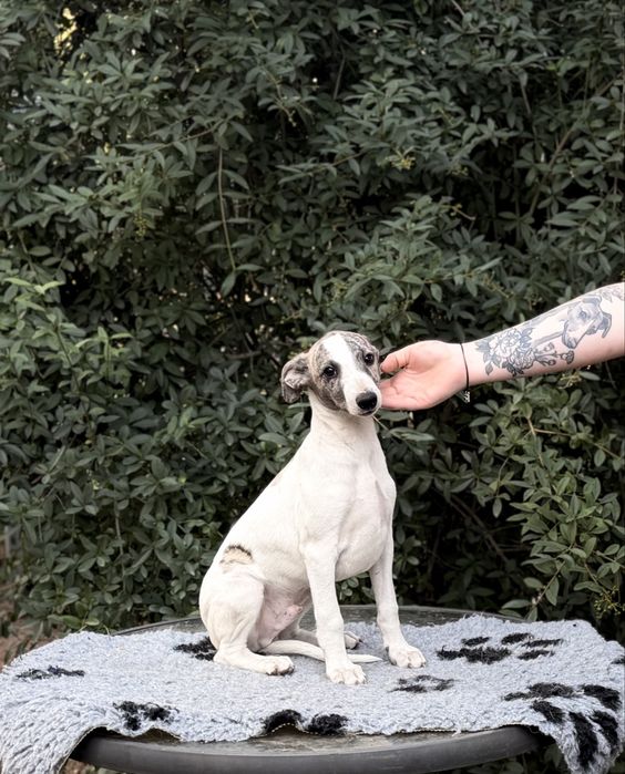 Whippet ZKwP/FCI