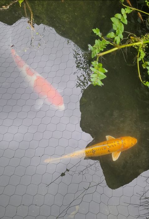 Karpas koi de 45 a 60cm