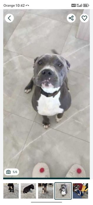 Czarny piesek American Staffordshire Terrier (amstaff)