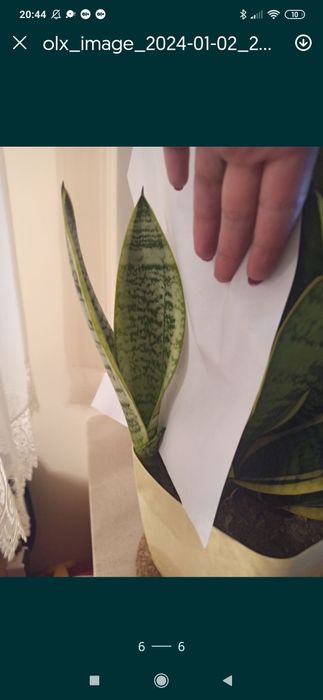 Sansewieria odnożki