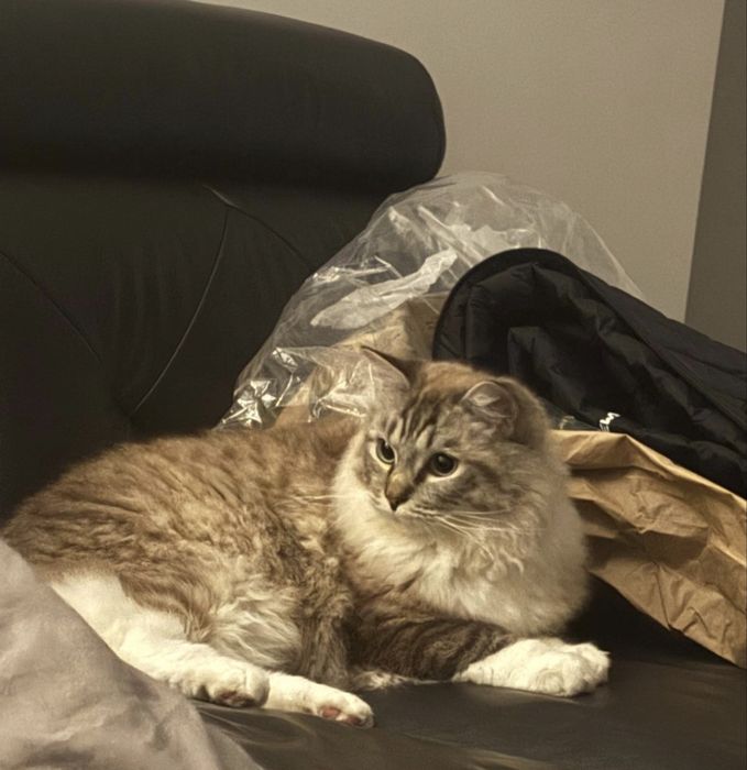 Kot Ragdoll (1 rok)+kuweta+drapak