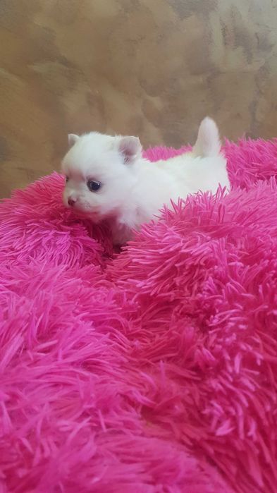 Śliczne szczeniaki szpic pomeranion