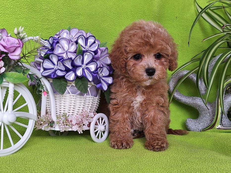 Pudel toy & maltipoo to piękny maltipoo z certyfikatem