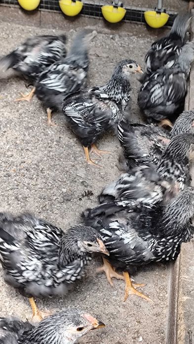 Pintos wyadotte prata com 5 semanas