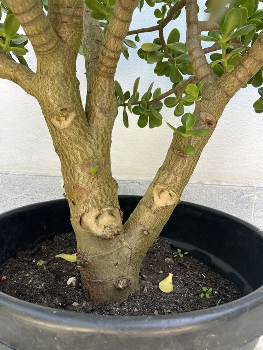 Jade sucolenta em vaso