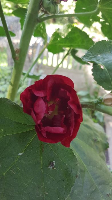 Malwy bylina do ogrodu malwa wieloletnia kwiaty