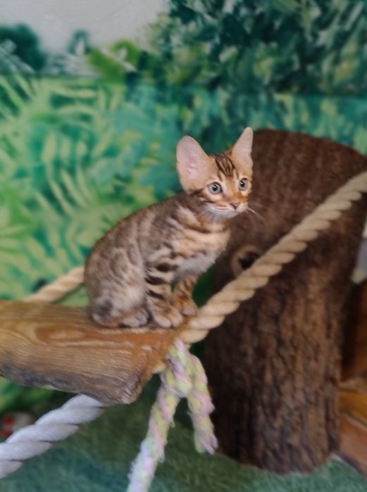 Kot Bengalski kocurek