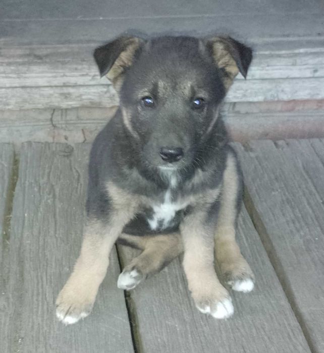 Віддам песика в хороші руки