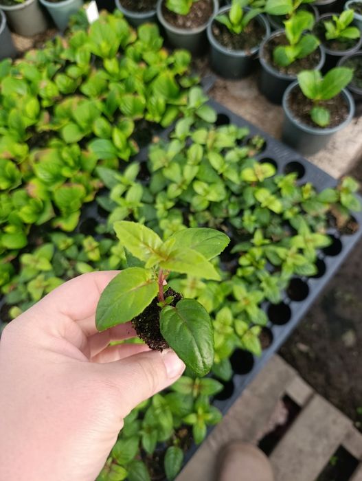 Черенок квітів .