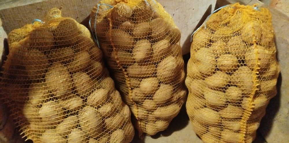 Ziemniak jadalny Owacja