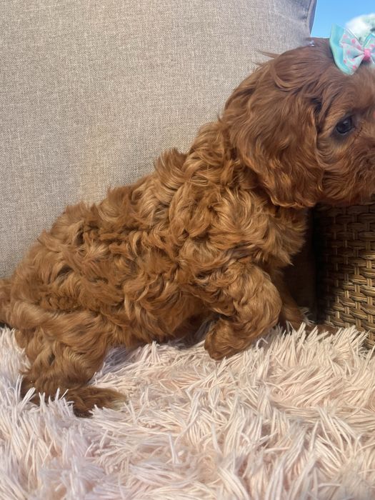 Cudowna suczka cavapoo do odbioru