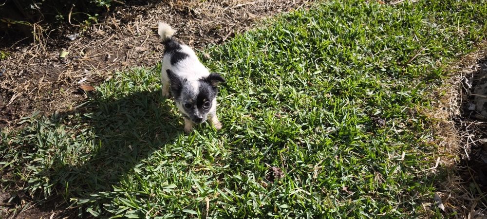 Chihuahua mini fêmea pelo longo disponível para entrega imediata