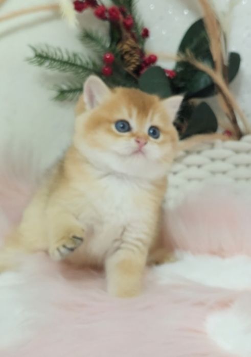 Шотландське кошеня