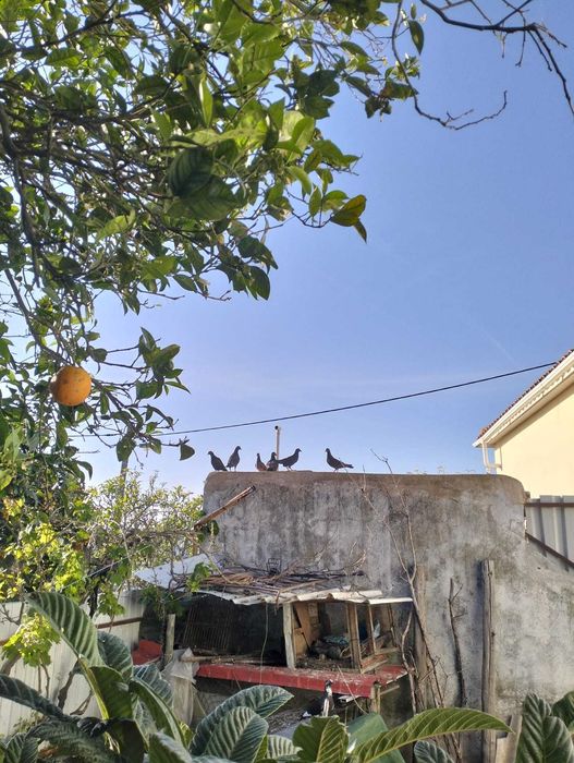 Pombos para venda