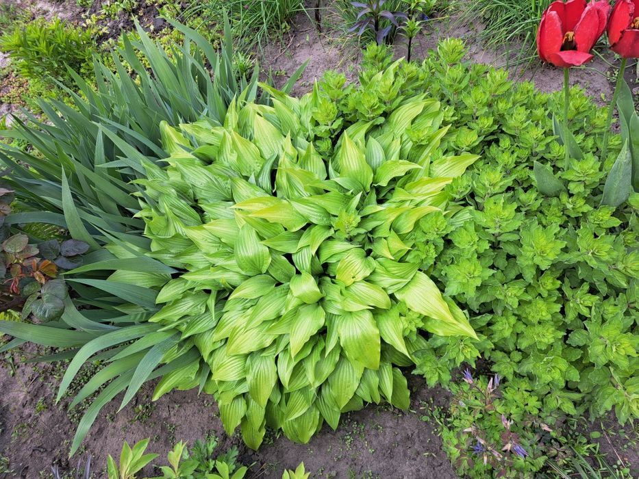 Квіти, багаторічники, 8 різних на 160грн!