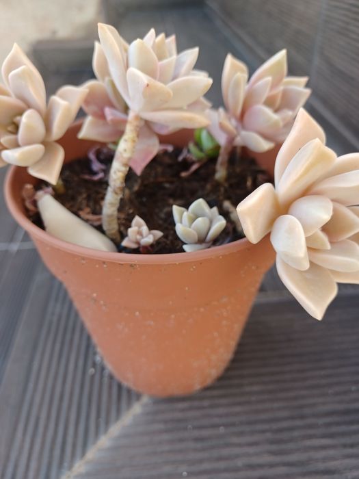 Vaso com suculentas.