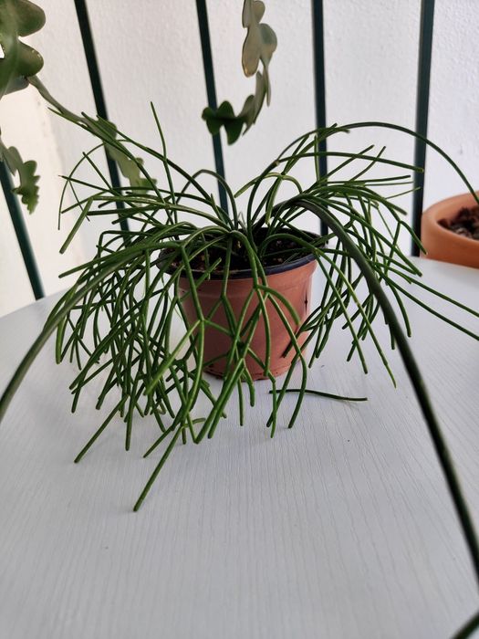 Rhipsalis baccifera // planta interior