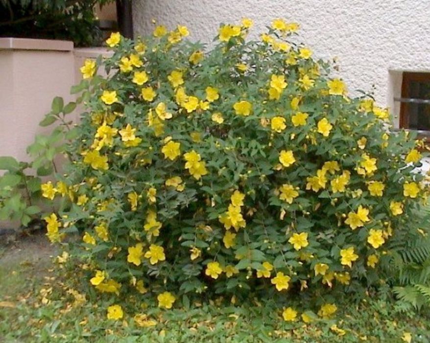 Яскраві квіти для прикраси саду. Звіробій декоративний та лізімахія.