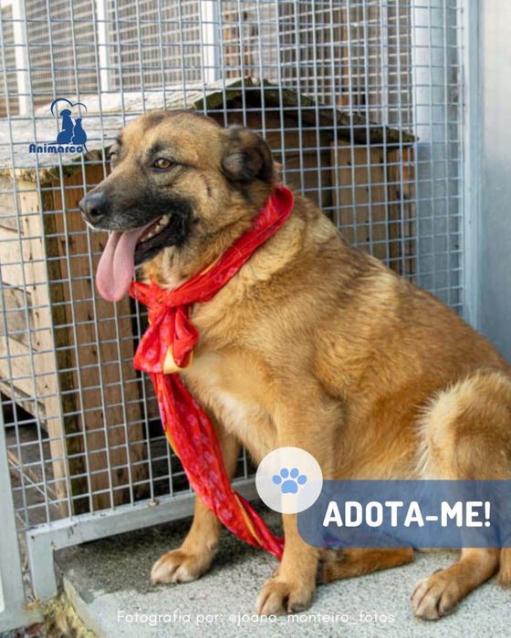 Maggie - cadela porte medio grande para adoção