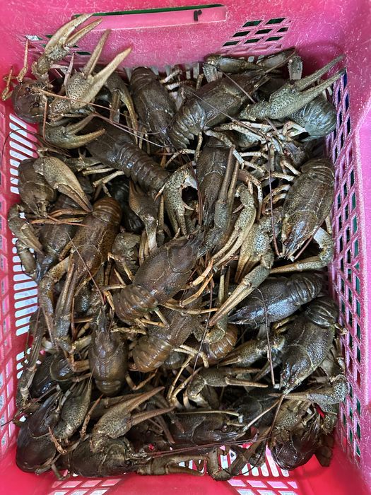 Раки живі, живі раки, можлива варка, раки, варені раки