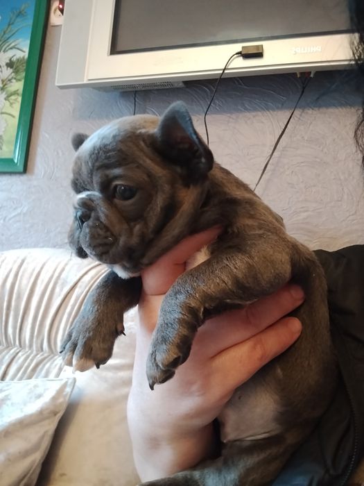 Голуба дівчинка французького бульдога