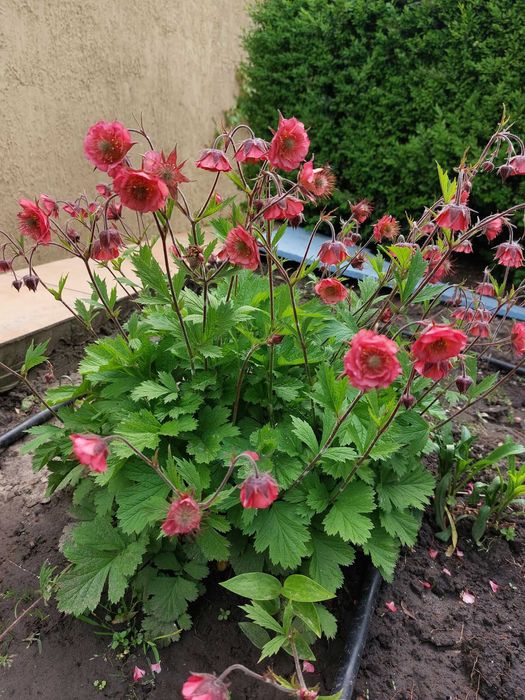 Обрієта,дзвоники  і інші садові рослини.