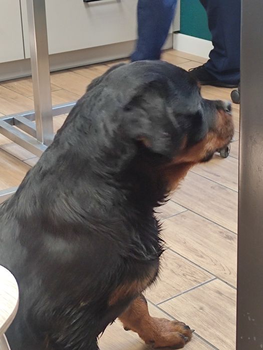 Rottweiler super mocna suczka z metryką Związku Kynologicznego