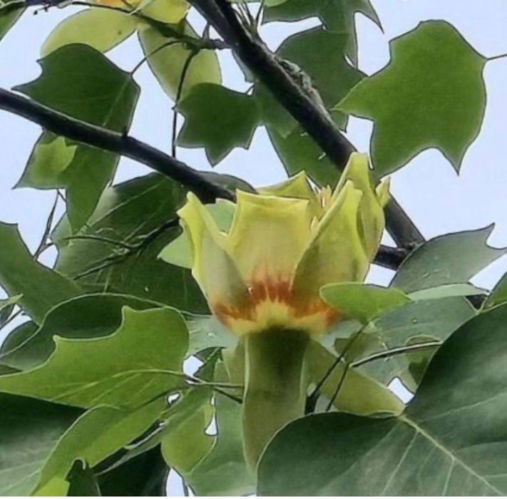 Терміновий продаж гарного  сучасного будинку