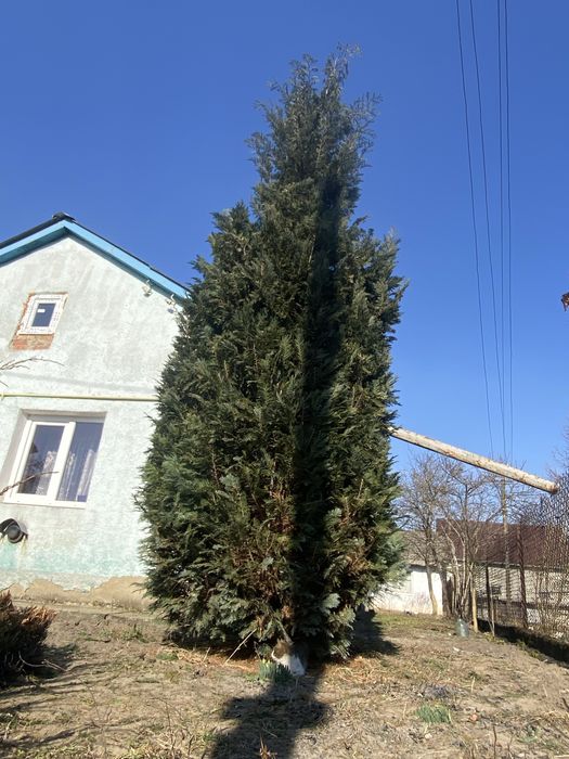 Туя-ялинка для дачі